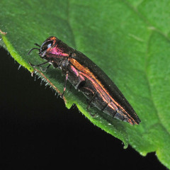 Agrilus viridis
