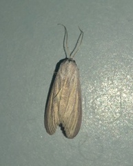Prionopterina grammatistis
