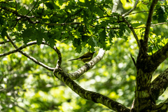 Anthornis melanura melanura