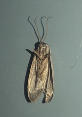 Prionopterina grammatistis