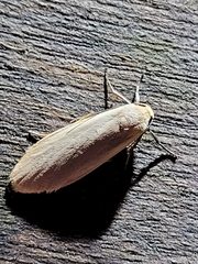 Eilema marguerita