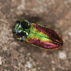 Anthaxia fulgurans