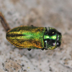 Anthaxia fulgurans