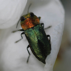 Anthaxia nitidula nitidula