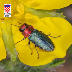 Anthaxia nitidula nitidula