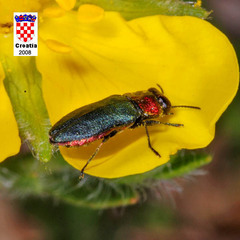 Anthaxia nitidula nitidula