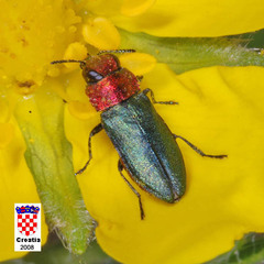 Anthaxia nitidula nitidula