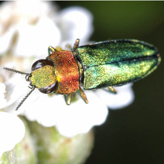 Anthaxia nitidula nitidula