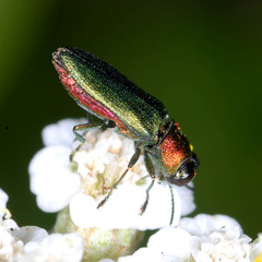 Anthaxia nitidula nitidula