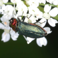 Anthaxia nitidula nitidula