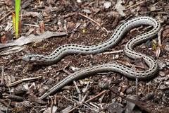 Pygopus lepidopodus