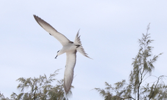 Onychoprion anaethetus