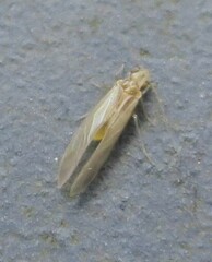Caeciliusidae