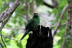Cyanoramphus malherbi
