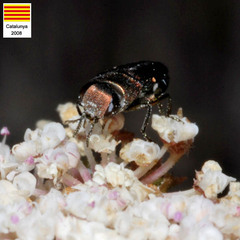 Anthaxia umbellatarum