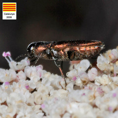 Anthaxia umbellatarum