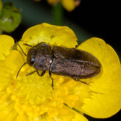 Anthaxia godeti
