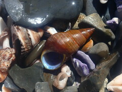 Phasianotrochus eximius