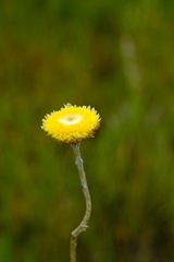 Coronidium gunnianum