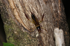 Hemideina crassidens
