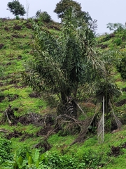 Arenga pinnata