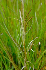 Coronidium gunnianum