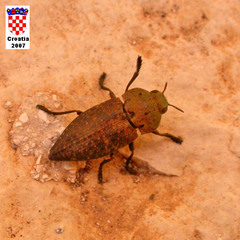 Capnodis tenebricosa