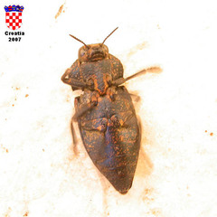 Capnodis tenebricosa