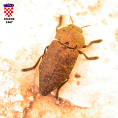 Capnodis tenebricosa