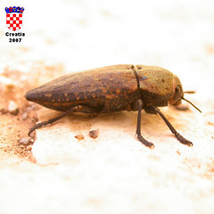 Capnodis tenebricosa