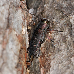 Chrysobothris affinis