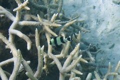 Acropora muricata