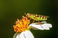 Odontomyia cincta