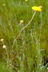 Coronidium gunnianum