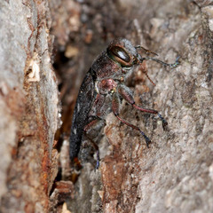 Chrysobothris affinis