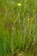 Coronidium gunnianum