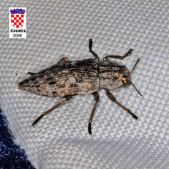 Dicerca moesta