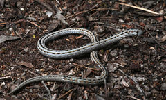 Pygopus lepidopodus