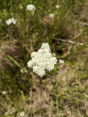 Oenanthe pimpinelloides