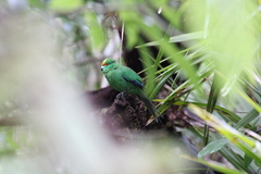 Cyanoramphus malherbi