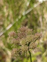 Oenanthe pimpinelloides