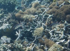 Myripristis violacea