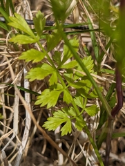 Oenanthe pimpinelloides