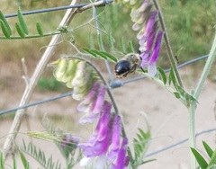 Anthophora aestivalis