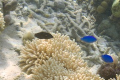 Halichoeres marginatus