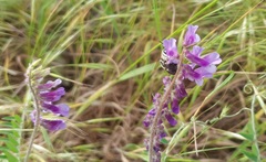 Anthophora aestivalis