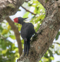 Dryocopus hodgei
