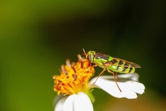 Odontomyia cincta