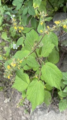 Triumfetta rhomboidea