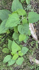 Clerodendrum trichotomum